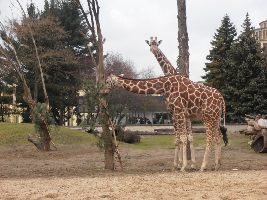 Żyrafy, zebry i kangury z wrocławskiego zoo [ZDJĘCIA]