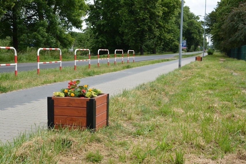 Drewniane donice z kwiatami stawiała na ulicach Sulechowa...