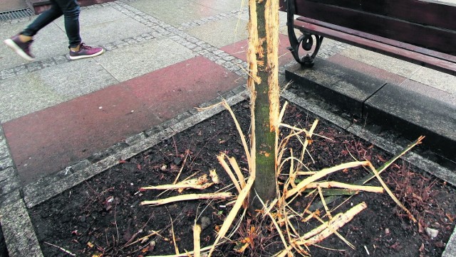 Specjaliści od „zieleni” będą próbować ratować drzewo zniszczone przez psa rosnące przy deptaku.