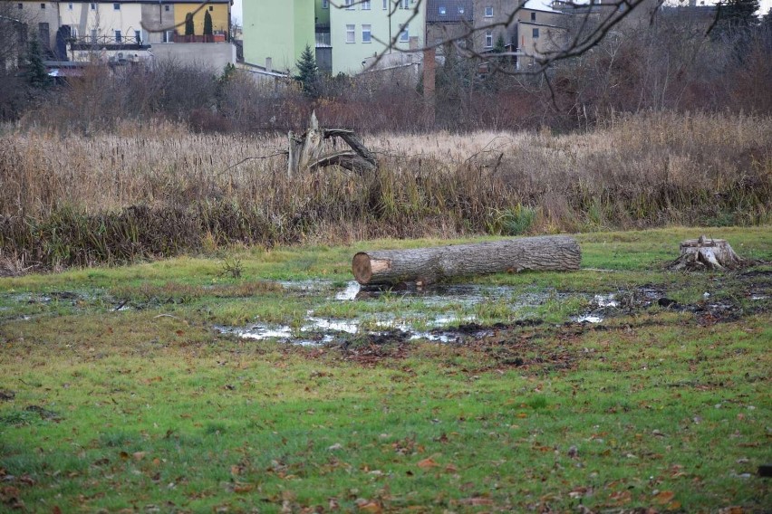 Księży Kacerek w Wągrowcu. Jak wygląda aktualnie  bez części drzew?