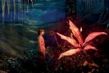 Pokaz specjalny „Kwiatu paproci” Fundacji Czarny Karzeł. Na potrzeby filmu powstał olbrzymi las, jeziora i jaskinie! [zdjęcia]