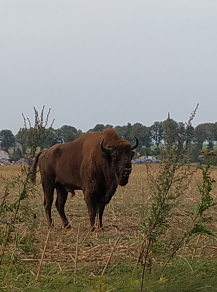 Żubr w Starzynie (sierpień 2019)