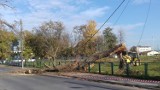 Drzewo upadło na linię energetyczną - awaria na ul. Sierakowskiego w Radomsku 