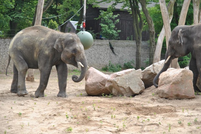 Powitanie indyjskich słoni w płockim zoo. Tłumy witały nowych lokatorów [ZDJĘCIA]