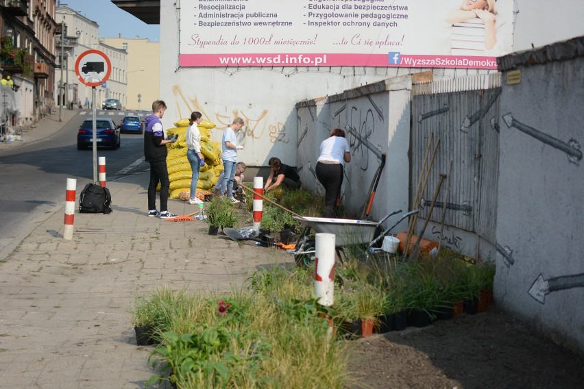 Rozpoczęły się nasadzenia roślin przy ul. Małogroblowej w Grudziądzu w ramach inicjatywy lokalnej