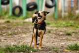 Adoptuj psa z Palucha z naszemiasto.pl! [GALERIA]