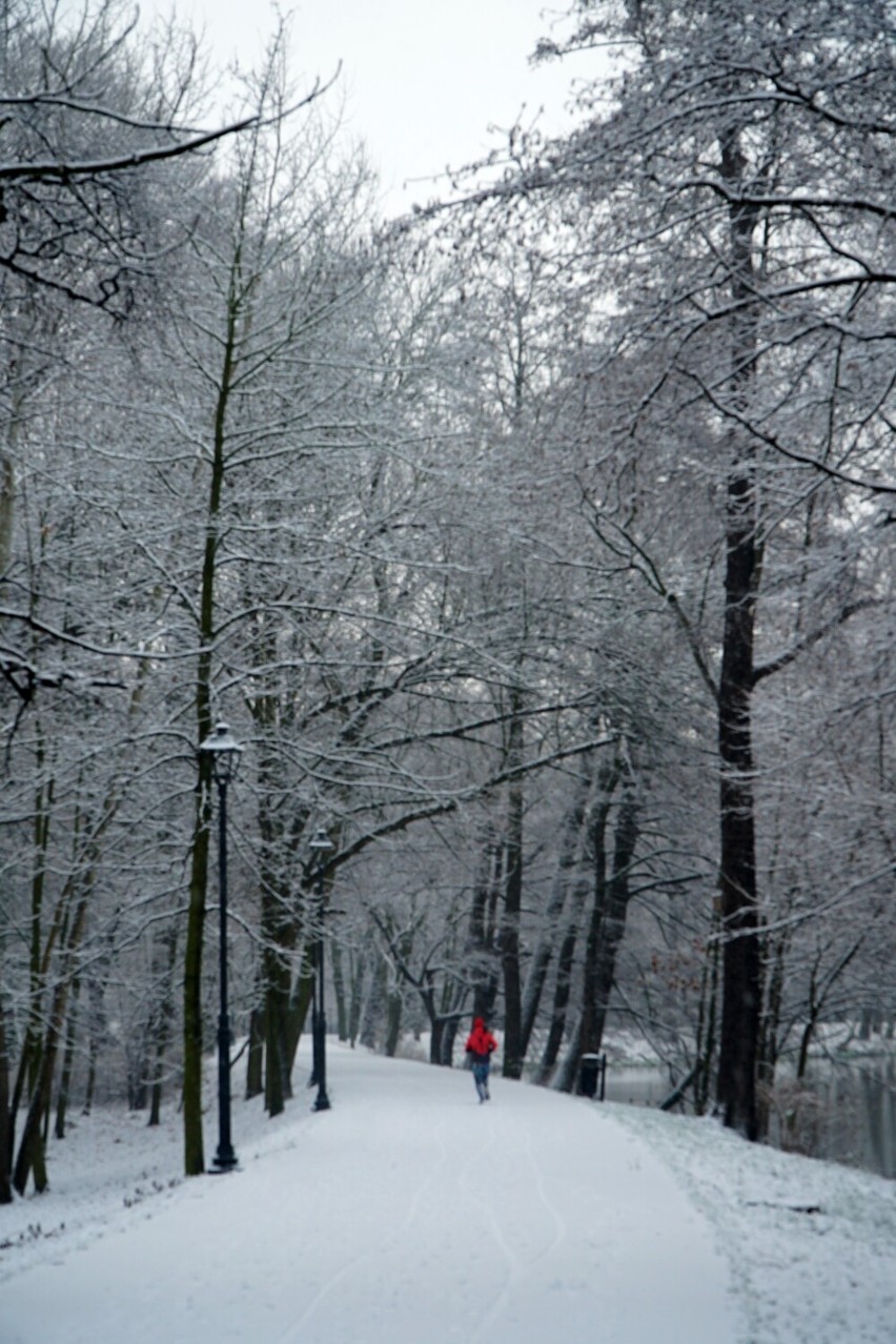Zima w parku miejskim w Kaliszu