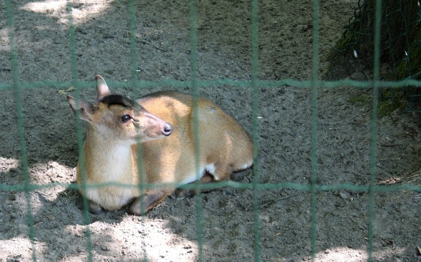 Z wycieczką do toruńskiego ogrodu zoobotanicznego [ZDJĘCIA]