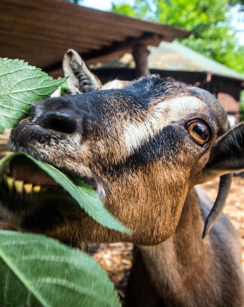 Mieszkańcy bydgoskiego ogrodu zoologicznego w Myślęcinku.