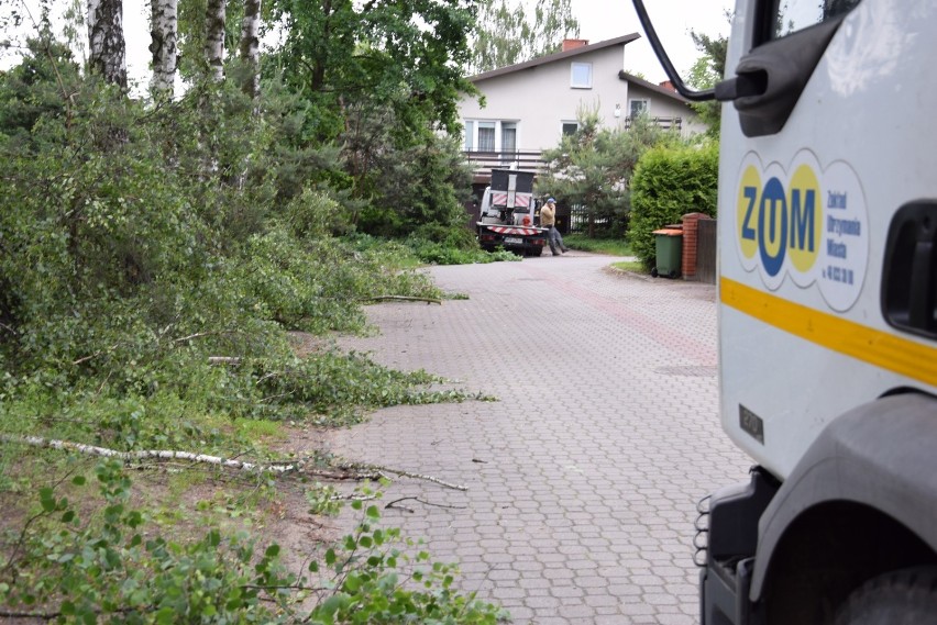 Przycinanie gałęzi i usuwanie suchych drzew znów wzbudza protesty [ZDJĘCIA]