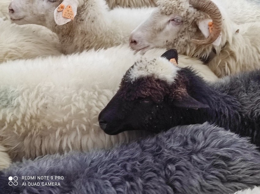 Jesienny Redyk w Szczawnicy. Dwa tysiące owiec wróciło z hal. To barwne pasterskie święto od lat przyciąga setki turystów. Zobacz zdjęcia