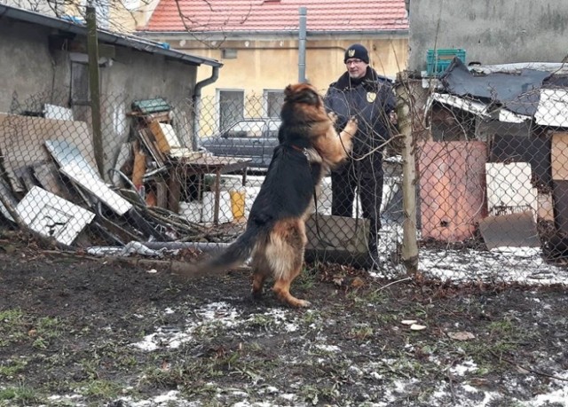 We wtorek, 29 stycznia, straż miejska dostała dramatycznie brzmiące zgłoszenie o dużym psie, który miał wisieć na ogrodzeniu domu przy ul. Jaskółczej. Zwierzę miało być do tego agresywne. Strażnicy natychmiast pojechali na ul. Jaskółczą. Tam potwierdzili zgłoszenie. Zobaczyli owczarka niemieckiego, który zahaczony na lince wisiał na płocie.

Okazało się, że pies był przywiązany liną do drzewa przy swojej budzie. Lina była na tyle długa, że zwierzęciu udało się przeskoczyć przez siatkę. Zaplątana na ogrodzeniu lina sprawiła, że pies zawisł na płocie.

Strażnikom miejskim udało się szybko oswobodzić psa z uwięzi. Zwierzę nie było agresywne. Agresja, o której mówili mieszkańcy spowodowana była jedynie lękiem przed uwięzieniem na płocie. Po uwolnieniu zwierzę było przyjazne i łagodne.

Właściciela psa nie było w domu. Odprowadzenie psa na posesję nie dawało gwarancji pozostawienia go w bezpiecznych dla niego warunkach, dlatego strażnicy zdecydowali o przekazaniu go do schroniska dla bezdomnych zwierząt.

Właściciel zwierzęcia poza kosztami związanymi z pobytem psa w schronisku musi liczyć się również z konsekwencjami prawnymi dotyczącymi zaniedbania i trzymana psa w niewłaściwych warunkach.

Zobacz też wideo: Śmiertelny wypadek na drodze krajowej nr 31. Nie żyją dwie osoby


