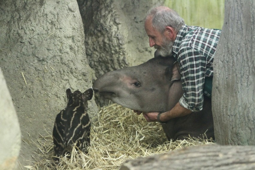 Mała tapirka od poniedziałku (5 października) nosi imię...