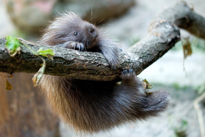 Krakowskie zoo ma nowego mieszkańca. To Hugo - młody urson amerykański. Słodki?