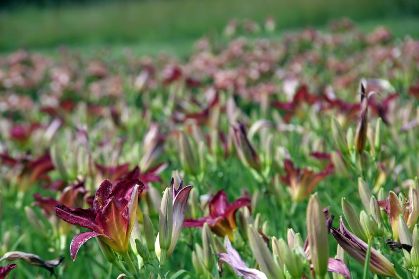 Lilie w Ogrodzie Botanicznym