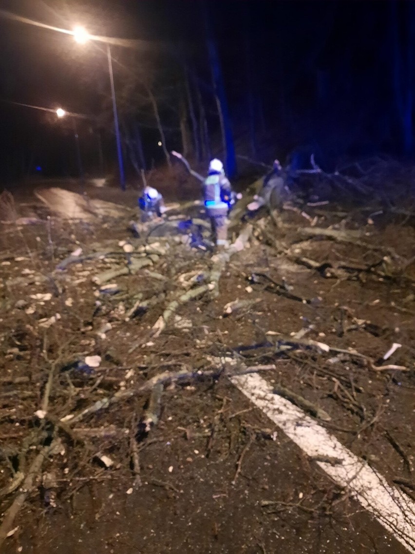 Wichura w Gdyni dała się w trzech ostatnich dniach we znaki. Połamane drzewa, zerwane dachy. Strażacy mieli mnóstwo pracy. ZDJĘCIA