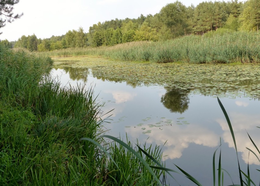 Plażowanie nad Próbą. W sobotę, 8 sierpnia, padł rekord...