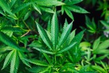 Medyczna marihuana trafi do aptek już za miesiąc. Pierwszy lek konopny został dopuszczony do obrotu