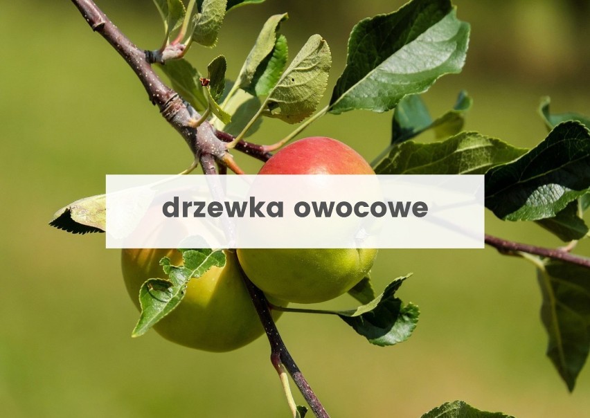 Jesień to dobry moment na sadzenie drzewek owocowych. O tej...