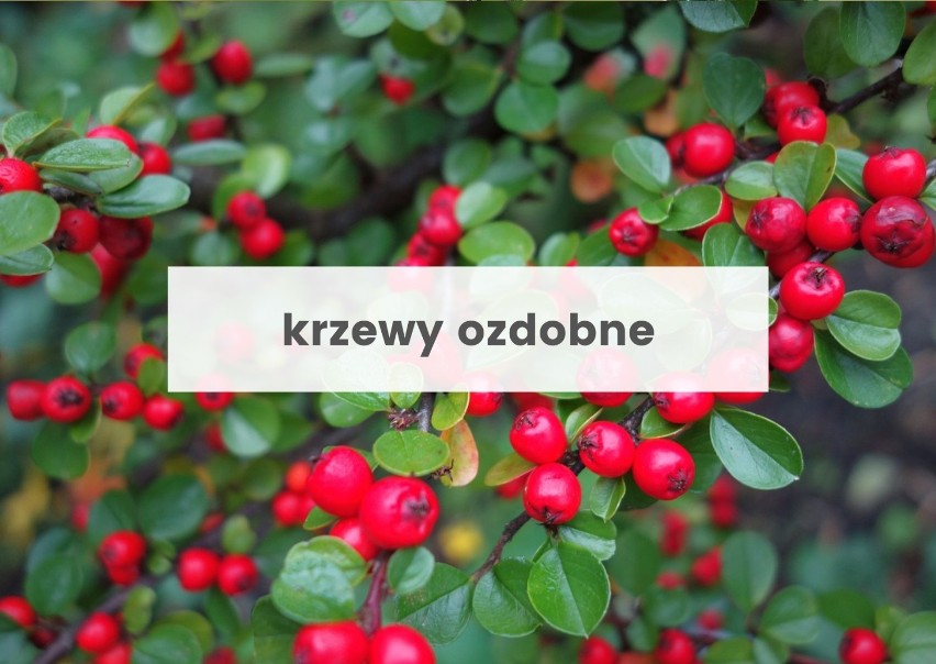 Jesienią można sadzić np. krzewy ozdobne.