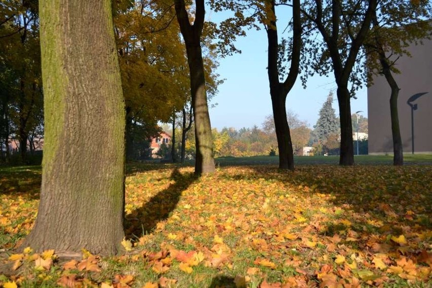 Leszno: Zobacz jak wygląda &quot;złota jesień&quot; w mieście [ZDJĘCIA]