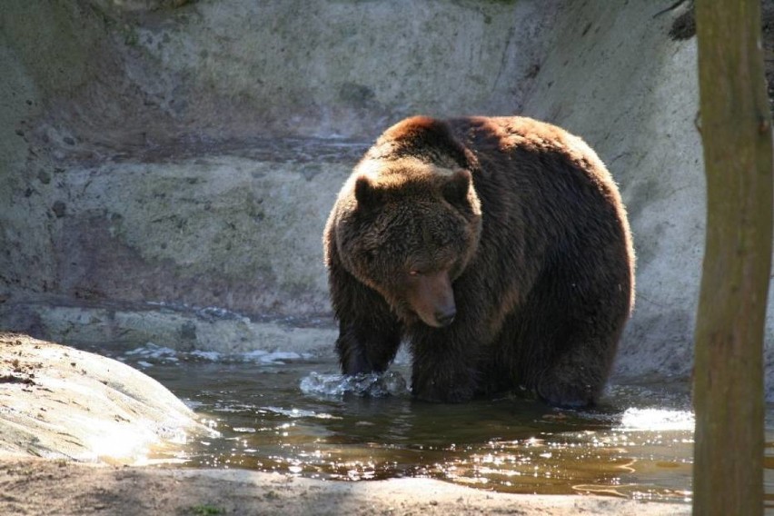 Nowe niedźwiedzie w poznańskim
W środę poznańskie zoo...