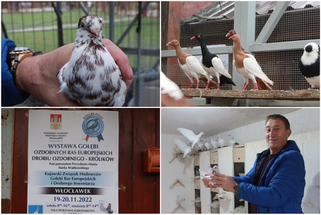 Jerzy Cierlicki, hodowca wielu gatunków gołębi spod Włocławka prezentuje swoje okazy przed wystawą  gołębi ozdobnych ras europejskich. Wystawę zobaczyć będzie można w hali OSiR w dniach 19-20 listopada 2022 roku.
