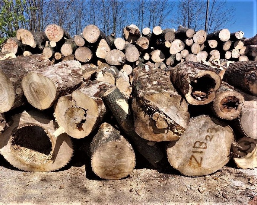 Wiadomo już, co z drewnem z wycinki drzew na trasie Osieczna - Goniembice