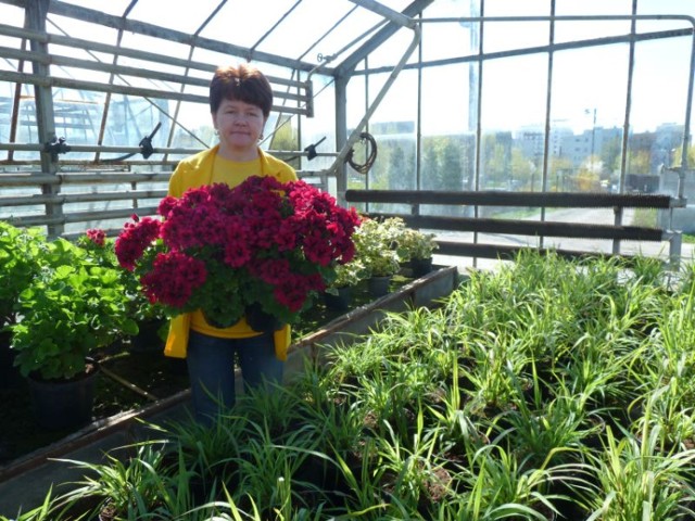 Katarzyna Krępczyńska z Rejonowego Przedsiębiorstwa Zieleni w Kielcach z uroczą angielską pelargonią, którą można trzymać jako kwiat doniczkowy albo na półcienistym balkonie.