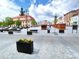 Zbliża się Rawicki Jarmark Historyczny. Od dziś mniej miejsc postojowych na rynku. W weekend parking zamknięty całkowicie