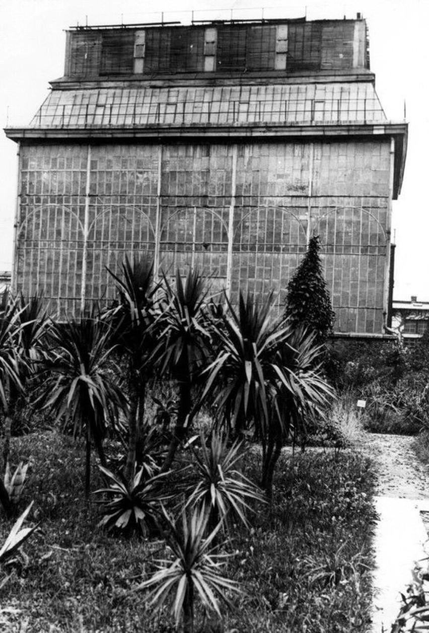 Dawna palmiarnia, rozebrana w 1969 roku