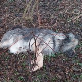 Zwłoki psa znalezione w lesie koło Ogonowic. Ktoś przywiązał zwierzę do drzewa. Sprawą zajmie się policja [UWAGA, DRASTYCZNE ZDJĘCIA]