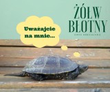 Regionalna Dyrekcja Lasów Państwowych w Lublinie. Kierowco, uwaga! Żółwie błotne!