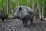 Makabra we Wrocławiu. Dzikowi zdarto skórę i ucięto głowę (ZDJĘCIA TYLKO DLA DOROSŁYCH)