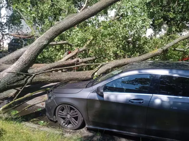 Na Ostrowskiej we Włocławku drzewo uszkodziło samochód 