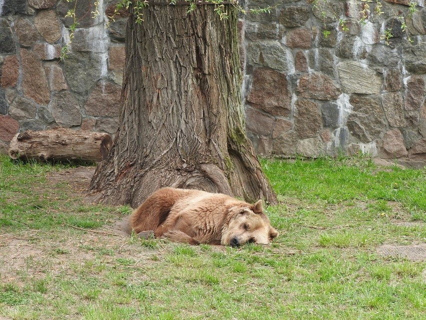 Akcent ZOO. Niedźwiedzica Jola nie żyje