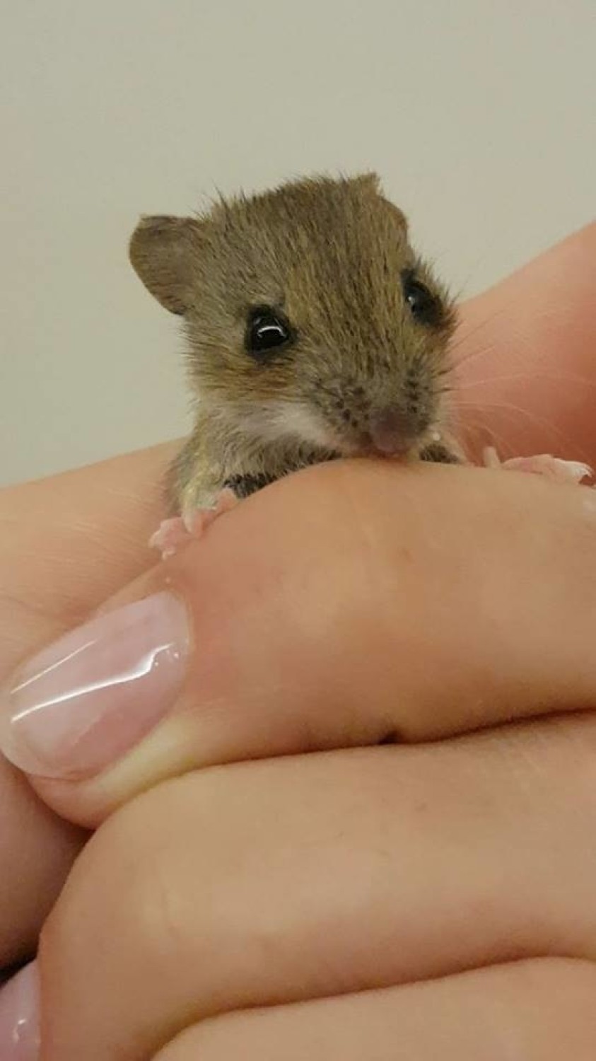 Malutkie myszki uratowane przez Dziką Ostoję [ZDJĘCIA]