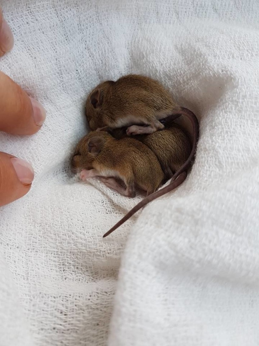 Malutkie myszki uratowane przez Dziką Ostoję [ZDJĘCIA]