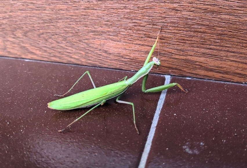 Modliszka polska zaobserwowana i sfotografowana w powiecie...