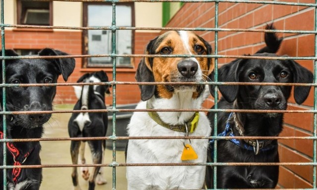 Opieka nad bezpańskimi psami to zadanie gminy