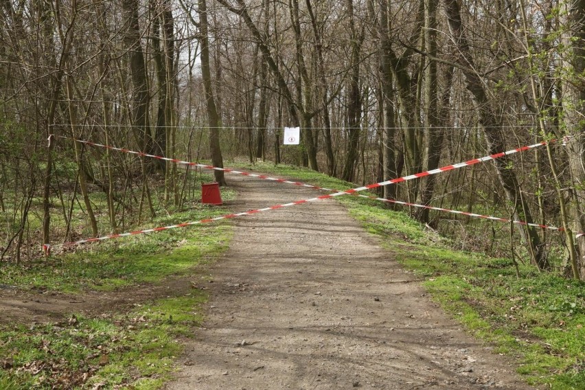 Zakaz wstępu do lasów. Petycja do Ministerstwa Środowiska: „Żądamy cofnięcia zakazu". Głos zabrał senator PO Bogdan Zdrojewski