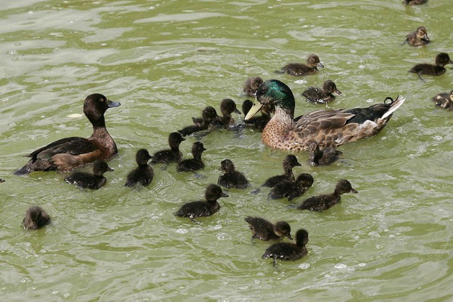 Pisklęta na Kozim Stawie w Legnicy