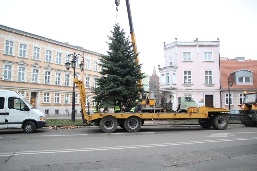 Gniezno: Pierwsza choinka już stoi