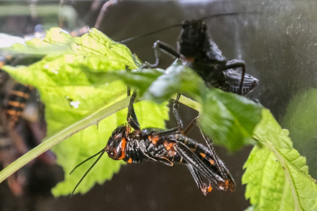 Pod hasłem „Owady wokół nas”, już po raz piętnasty w budynku Wydziału Ogrodniczego Uniwersytetu Rolniczego  odbywać się będą XV Ogólnopolskie Dni Owada. Impreza co roku gromadzi tłumy zwiedzających.
Stałymi elementami Dni Owada są wystawy żywych owadów krajowych i egzotycznych, pajęczaków egzotycznych, owadów drapieżnych, parazytoidów oraz nicieni. Ponadto prezentowane są rośliny i zwierzęta owadożerne, owady preparowane, exlibrisy oraz fotografie o tematyce entomologicznej. Co roku na najmłodszych czeka wiele atrakcji - wróżby „owadziej wróżki”, „owadzie” tatuaże, pokazy „owadziego” origiami i wiele innych atrakcji.
Przez cały czas trwania imprezy odbywają się kiermasze – produktów pszczelich i sprzętu pszczelarskiego, owadów krajowych i egzotycznych, produktów pszczelich, akcesoriów entomologicznych, literatury o tematyce entomologicznej, ogrodniczej oraz przyrodniczej.