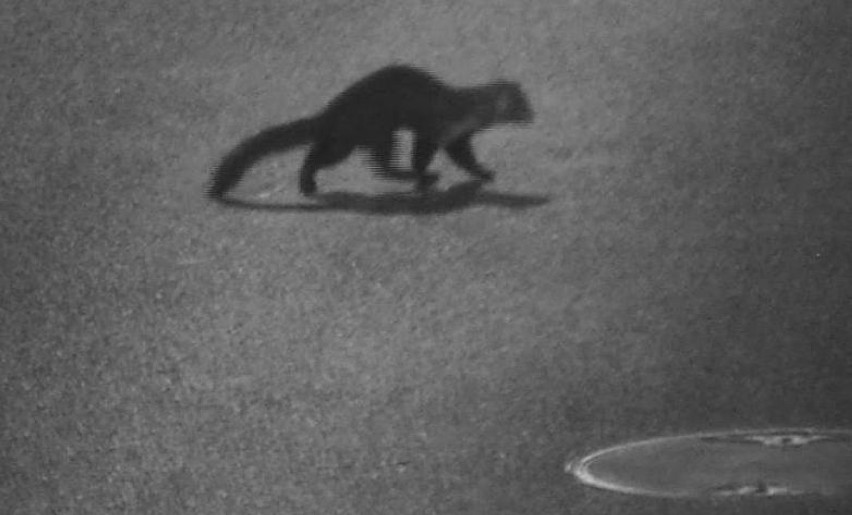 Dzikie zwierzęta uchwycone przez obiektywy kamer miejskiego...