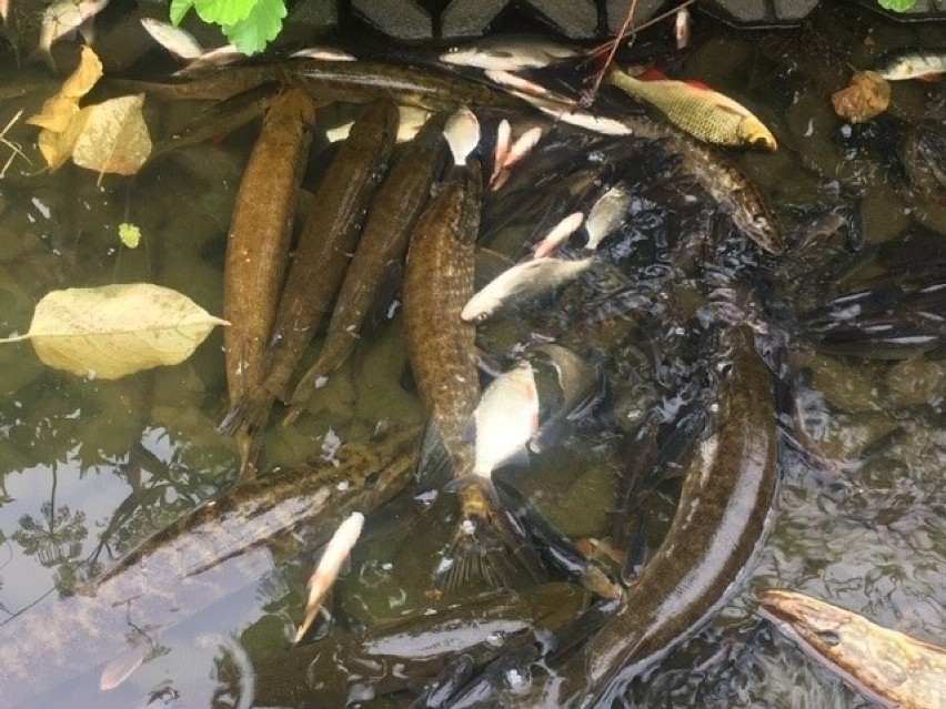 Ryby unoszą się na powierzchni zbiornika przeciwpożarowego...