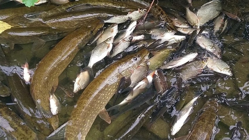 Ryby unoszą się na powierzchni zbiornika przeciwpożarowego...