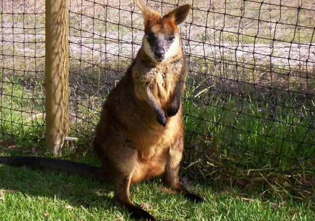 Wallaroo - malutki kangurek.
Fot. Ania Monka