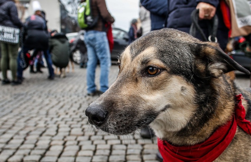 Spacer psów z opiekunami po Długim Targu w Gdańsku