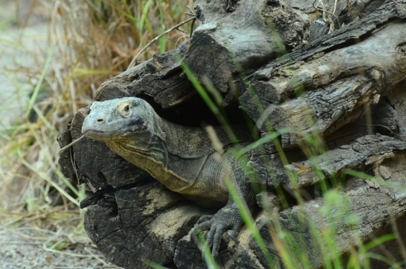 Warany w Starym ZOO w Poznaniu [ZDJĘCIA]

Smoki istnieją...